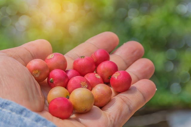 Ilustrasi buah kersen Foto: dok.shutterstock