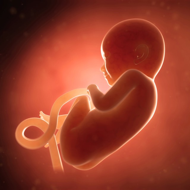 Ilustrasi janin usia 8 bulan. Si kecil sudah punya paru-paru dan ukuran tubuhnya sebesar nanas. Foto: Shutterstock