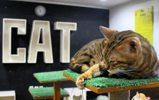 Bercengkrama dengan kucing lucu di Cats and Ice Cream (https://www.instagram.com/catsandicecream/)