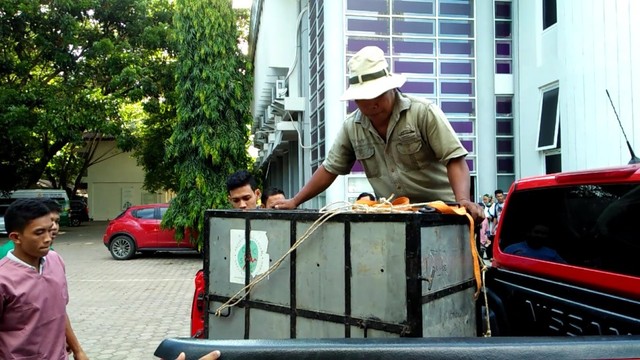 Anak beruang madu yang terluka setelah terkena perangkap babi saat dibawa ke laboratorium klinik Fakultas Kedokteran Hewan Unsyiah di Banda Aceh, Kamis (13/6). Foto: Husaini/acehkini