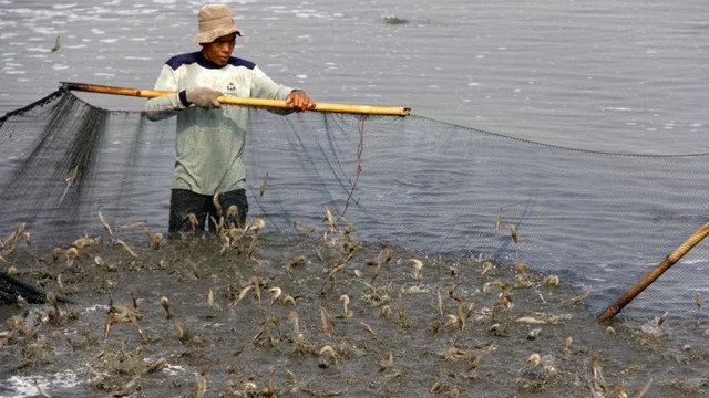 Ilustrasi Pembudidaya Ikan. Foto: Dok. KKP