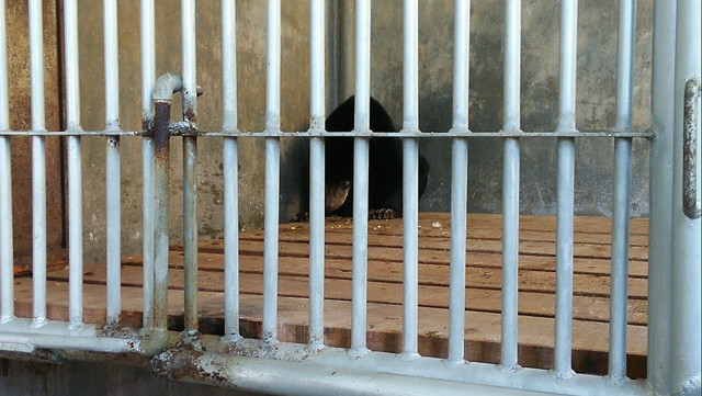 Anak beruang madu di kerangkeng BKSDA Aceh, Banda Aceh, Jumat (14/6), setelah dievakuasi karena terjerat perangkap pemburu babi di Kabupaten Aceh Barat Daya. Foto: Husaini/acehkini