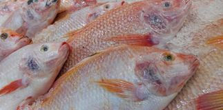 Ikan Tilapia alias Nila. Foto: Shutter Stock