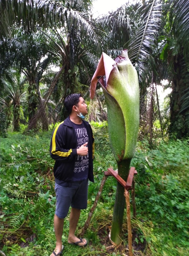 Bunga bangkai setinggi 2 meter di perkebunan sawit milik warga. (Foto: Mahfud Alaydrus)