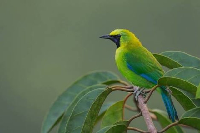 DILINDUNGI: Kepemilikan Burung Cucak Ijo bakal diatur lebih ketat lagi pada tahun depan.  (Foto: http://merawat-burung.blogspot.com/