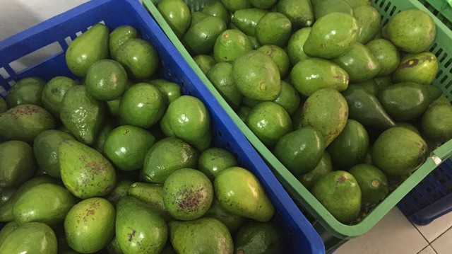 Alpukat-alpukat yang akan digunakan untuk bisnis Alpukat ‘Avocadron’ milik Karlina Sembiring Foto: Selfy Sandra Momongan/kumparan