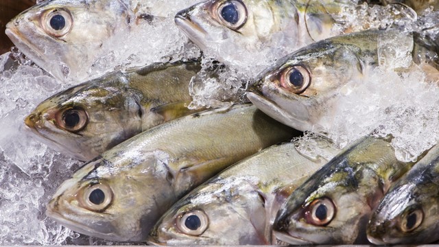 Ilustrasi ikan lokal Foto: Shutterstock