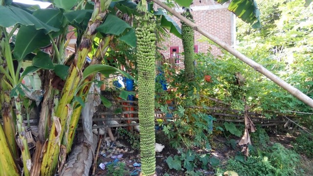 Pohon pisang dengan seribu buah di Kabupaten Pidie, Aceh. Foto: Taufik Mubarak/acehkini