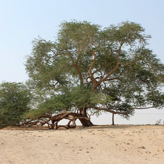 Foto: commons.wikimedia.org