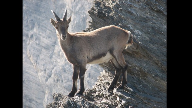 Foto: commons.wikimedia.org