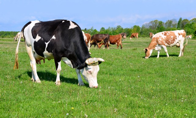com-Sapi-sapi penghasil susu organik menghabiskan banyak waktu di ruang terbuka untuk merumput. Foto: Shutterstock