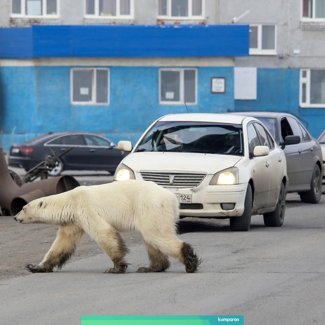 Seekor beruang kutub liar terlihat di kota industri Norilsk, Rusia. Foto: REUTERS/Irina Yarinskaya/Zapolyarnaya Pravda