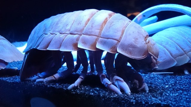 Kutu Laut Raksasa dapat hidup lima tahun atau lebih tanpa makan. Foto: Dok. Jakarta Aquarium