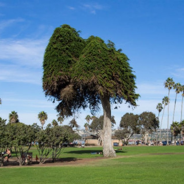 Pohon cemara Monterey di kawasan Ellen Browning Scripps Park, California, AS. Foto: Wikimedia Commons