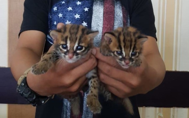 Dua kucing hutan yang diselamatkan Ditreskrimsus Polda Kalbar. Foto: Humas Polda Kalbar 