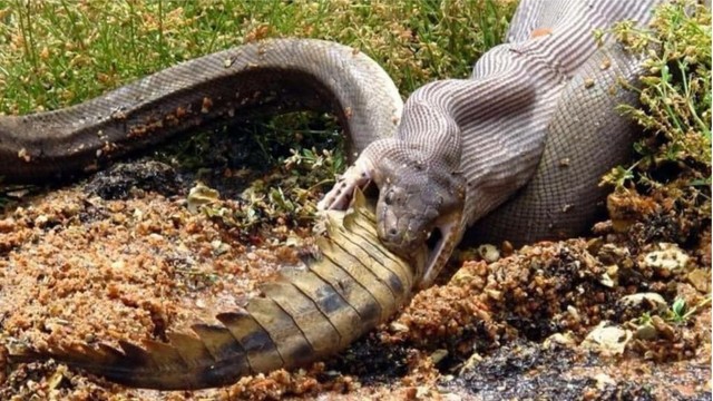Ular piton zaitun di Australia memakan buaya air tawar. Foto: GG Wildlife Rescue Inc via Facebook