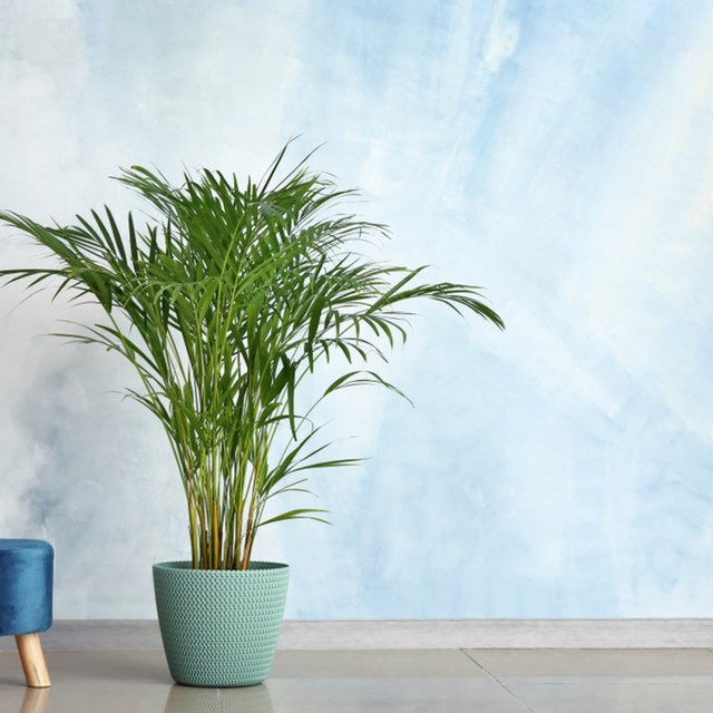 ilustrasi tanaman Tanaman Foto: Shutterstock