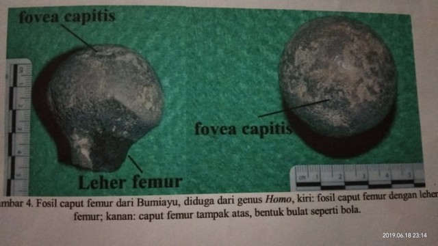Tenuan fosil manusia purba di Bumiayu. (Foto: Reza Abineri)