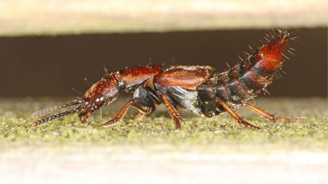 Ilustrasi tomcat atau kumbang rove. Foto: Juddi Gallager via flickr