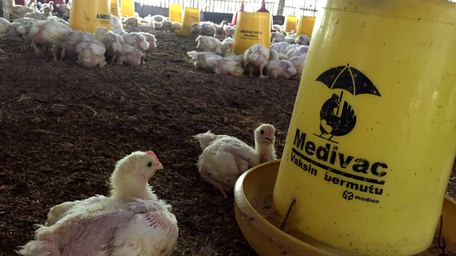 Kandang ternak ayam yang masih beroperasi di Dusun Gluntung, Kabupaten Gunungkidul, DI Yogyakarta. Foto: Arfiansyah Panji Purnandaru/kumparan