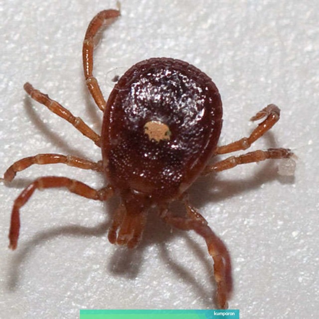 Kutu, binatang yang bisa serang kekebalan tubuh manusia. Foto: Elizabeth Nicodemush via flickr