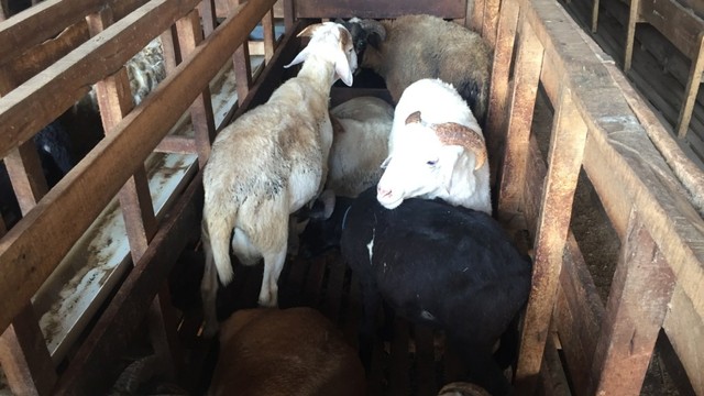 Susana Lahan Ternak Kambing dan Domba Milik Budi, salah aatu peternak nasabah Bank Syariah Mandiri. Foto: Elsa Olivia Touran/kumparan