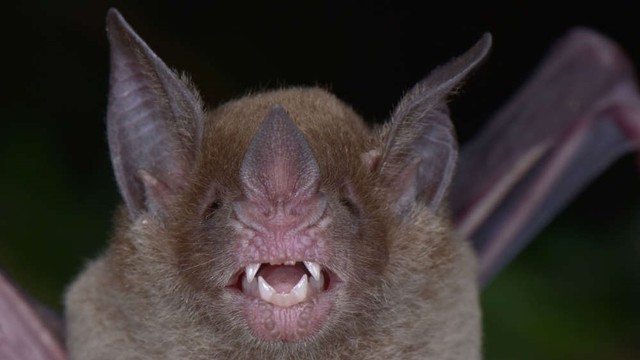 Penemuan Hewan Diduga Punah di Hutan Honduras Foto: Trond Larsen via Conservation International