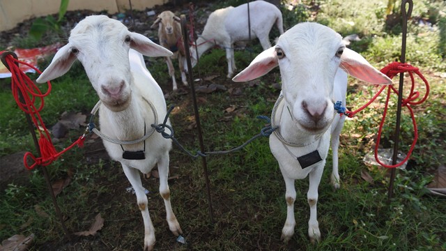 Kambing milik peserta karapan kambing. Foto: Zabur Karuru/Antara foto