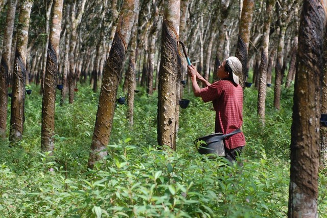 Petani karet via www.bapermulu.com