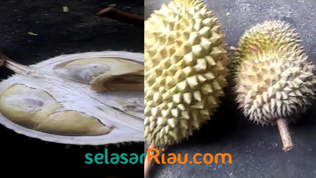 DURIAN Bengkalis 