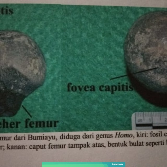 Temuan fosil manusia purba di Bumiayu. Foto: Reza Abineri/PanturaPost