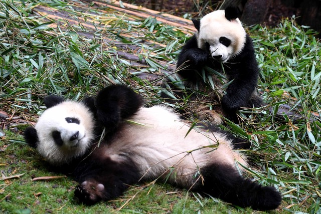 Dua ekor Panda Raksasa atau Giant Panda (Ailuropoda melanoleuca) memakan bambu di Pusat Penelitian dan Pengembangbiakan Panda Raksasa di Chengdu, China, Kamis (4/7). Foto: ANTARA FOTO/Zabur Karuru
