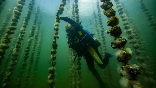 Ahli akuakultur tiram Prancis, Jean-Christophe Cabrol, memeriksa pertumbuhan tiram di sebuah peternakan tiram di kolam Thau di Bouzigues, dekat Montpellier, Prancis. Foto: AFP/Boris HORVAT
