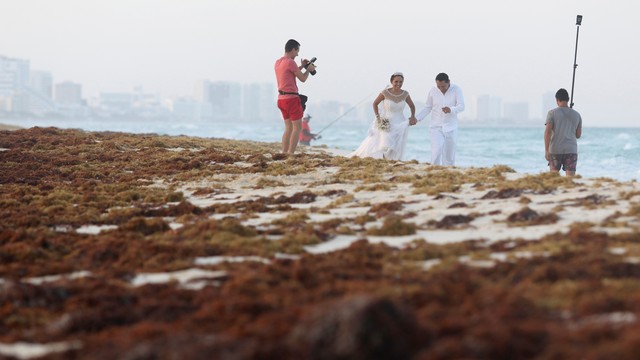 Rumput Laut yang Mencemari Pantai di Meksiko. Foto: REUTERS/Jorge Delgado