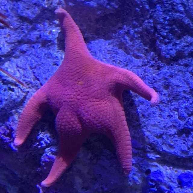 Bintang laut ini punya "pantat" mirip Patrick. Foto: @Babyshoujo/Twitter