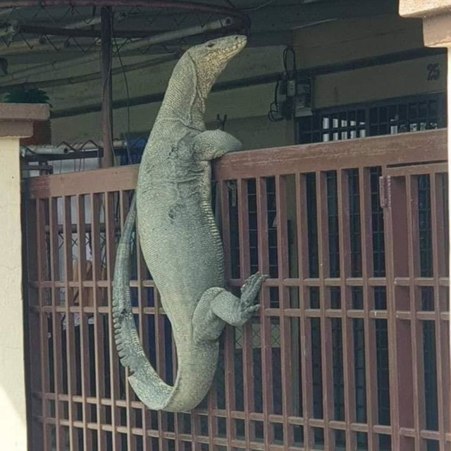 Seeokor biawak sedang manjat di sebuah pagar. Foto: Istimewa