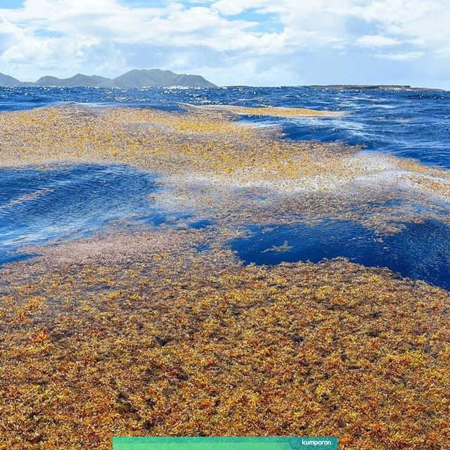 Ilustrasi ledakan populasi rumput laut di perairan Atlantik. Foto: VELY Michel/Wikimedia Commons