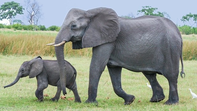 Gajah, salah satu hewan yang dilindungi. Foto: pixabay