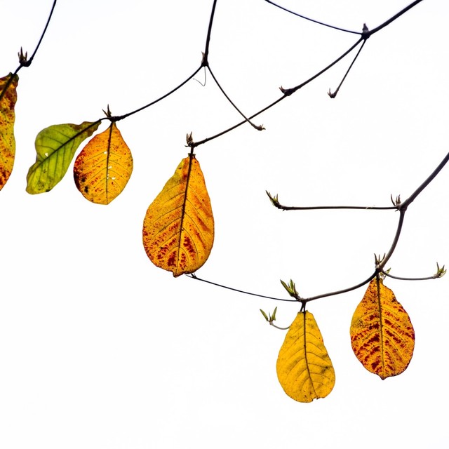 Daun Ketapang, Ekspor yang Unik dan Menguntungkan