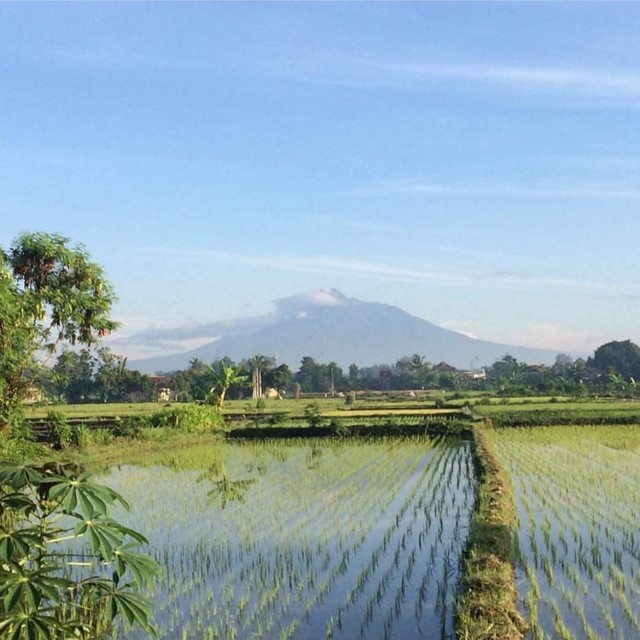 hamparan sawah di belakang rumahku di Yogyakarta, sampai detik ini masih mempertahankan punya sawah dan tidak membangun rumah di atasnya. 