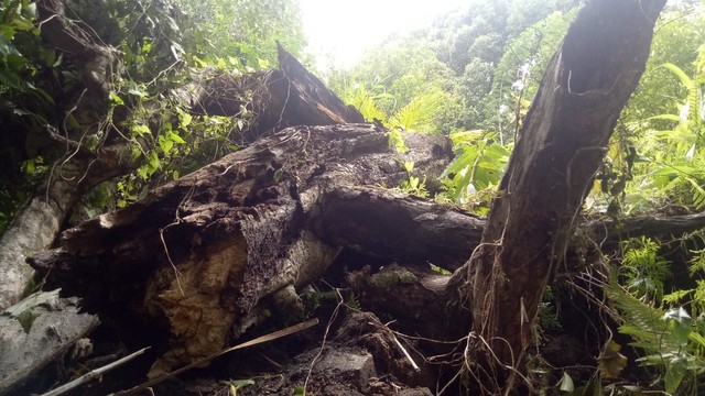 Pohon cengkih tertua ini adalah pohon Cengkeh Afo kedua, berusia 250 tahun. Foto: Rajif Duchlun/cermat