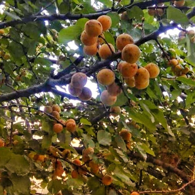 Buah Kecapi, Si Manis yang Menyegarkan