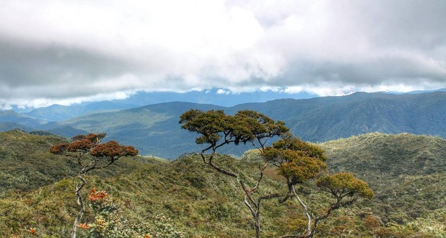 Sebagian bentang alam Taman Nasional Gunung Leuser. Foto: Harley Sastha