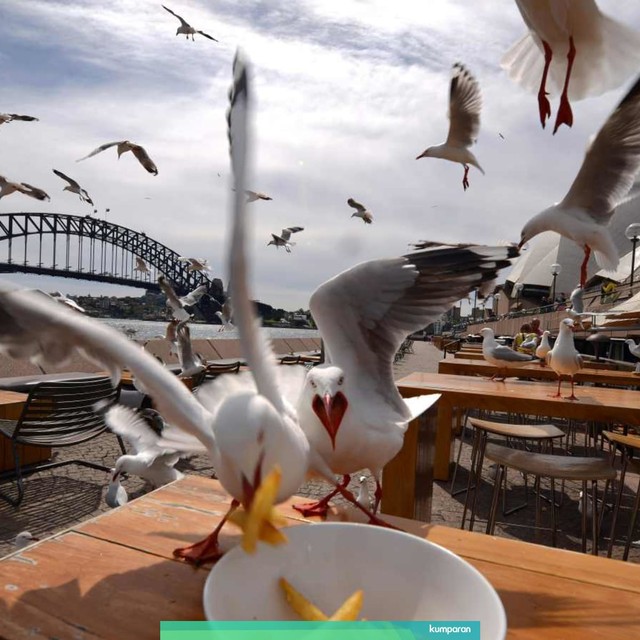 Burung camar di Australia. Foto: AFP
