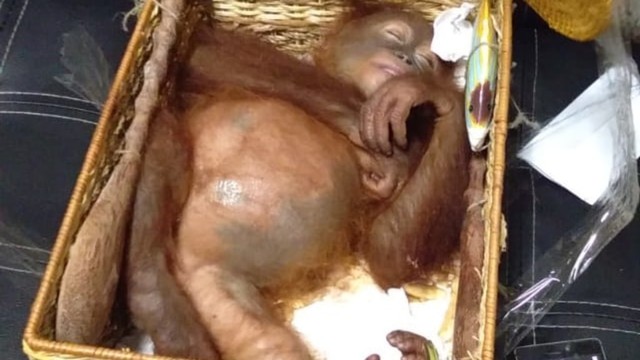 Bayi Orang Utan yang coba diselundupkan warga Rusia (dok.kanalbali)