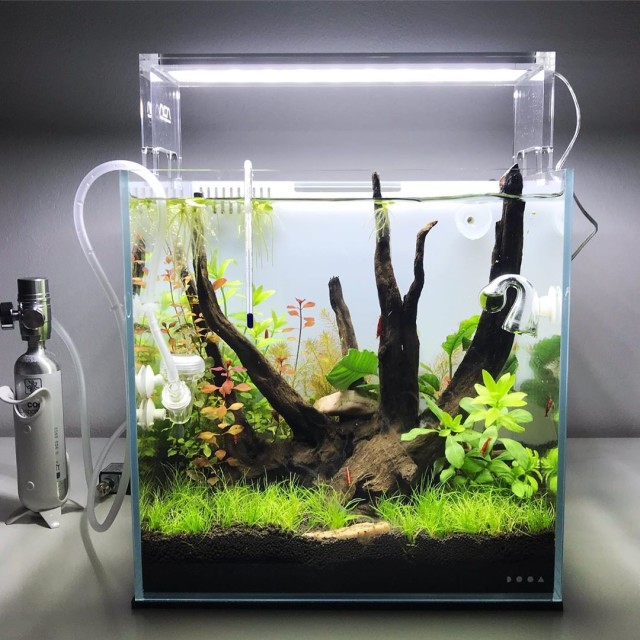 Contoh Aquascape | Photo by rickyvyglobe via Instagram