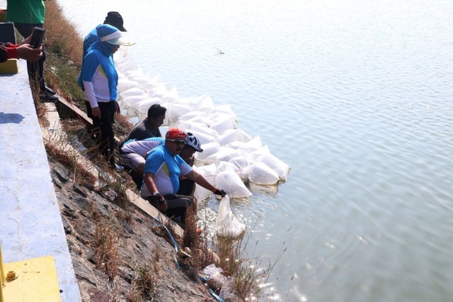 Dinas Perikanan dan Kelautan (Diskanla) Kabupaten Indramayu menebar bibit ikan nila untuk stocking dan restocking di perairan Indramayu. Jumlah bibit ikan yang disebar berjumlah 802.200 bibit. (Tomi Indra) 