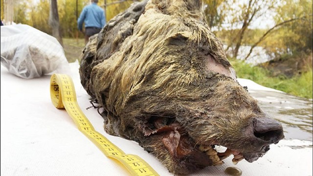 Kepala serigala purba di Siberia