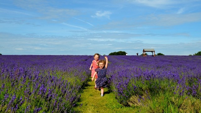 Kebun bunga Mayfield Lavender di Inggris Foto: Dok. Mayfield Lavender