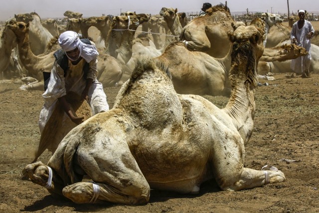 Pengembala mengikat kaki unta yang akan diangkut ke dalam truk, di pasar unta El-Molih di Barat Kota Kembar Omdurman, Sudan. Foto: AFP/ASHRAF SHAZLY